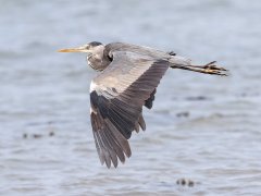 Gordon Mills-Grey Heron in flight-Commended.jpg